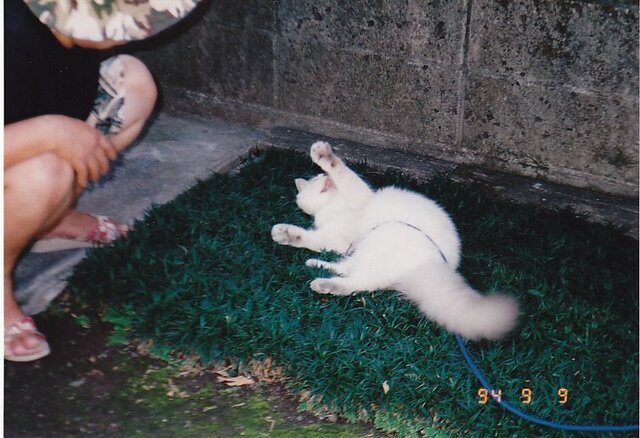 きゃーv