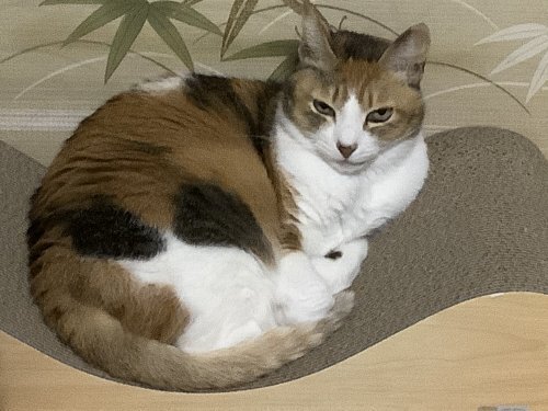 つめとぎ.jpg