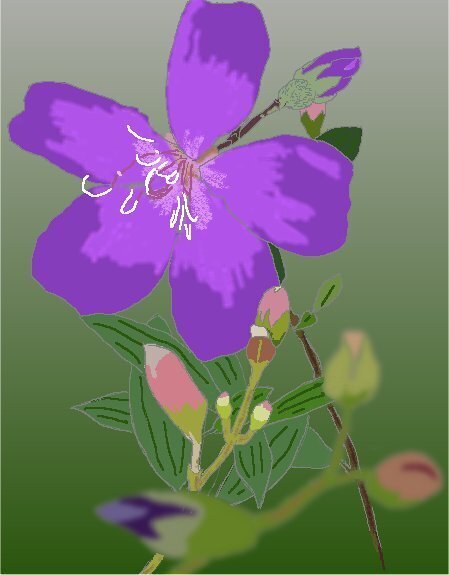野牡丹