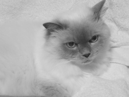 thumbnail_IMG_0013.jpg
